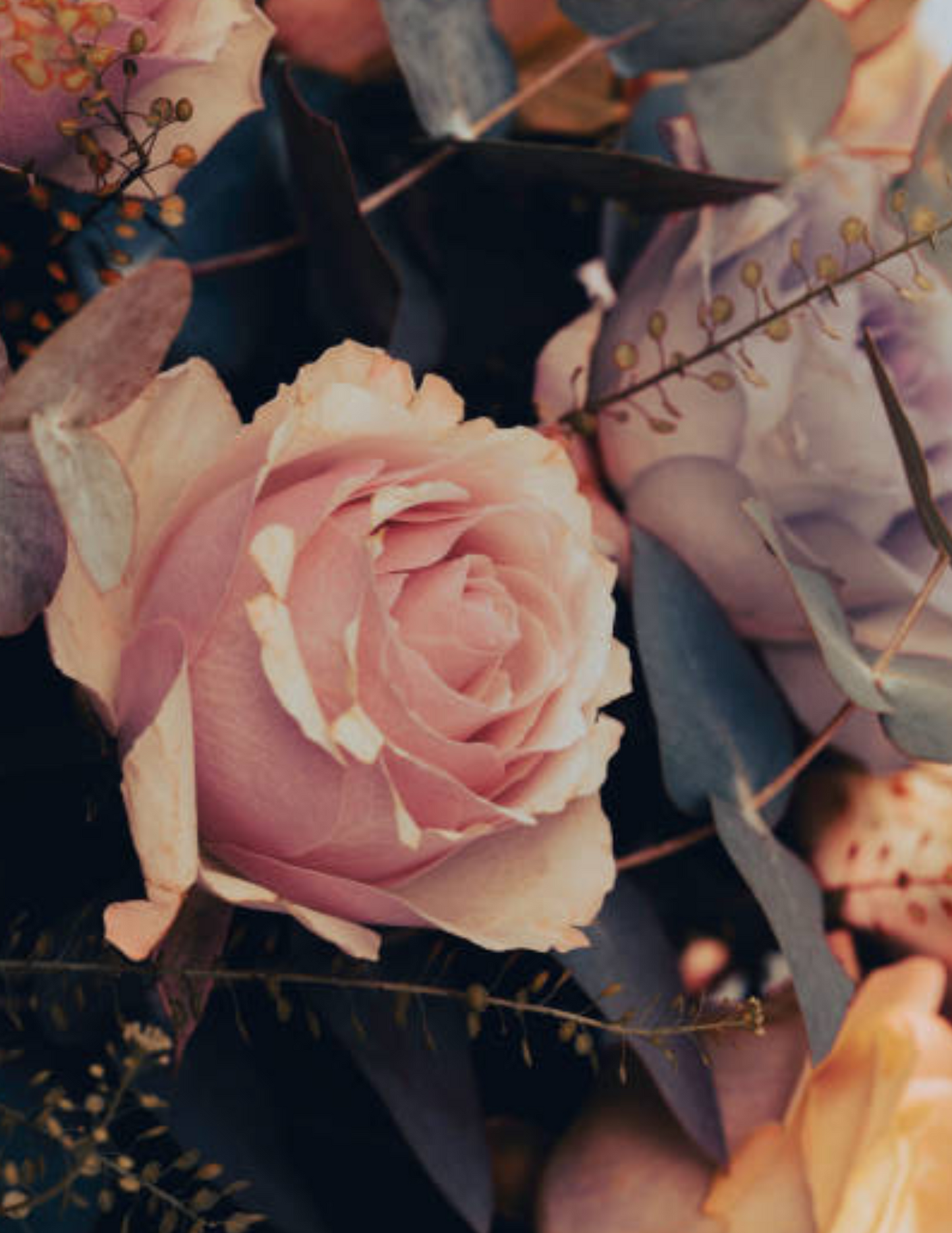 Ma douce Rose🌹